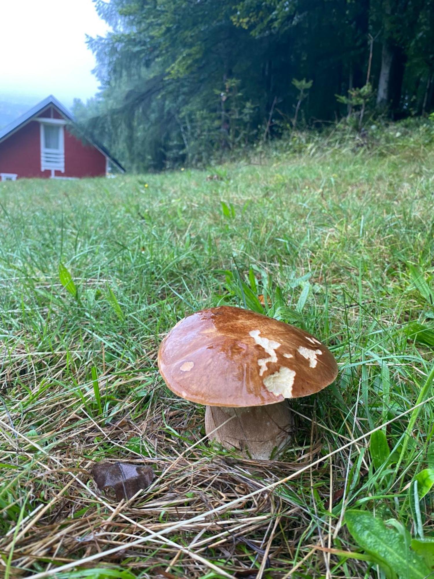 Forest House Targanice Eksteriør billede